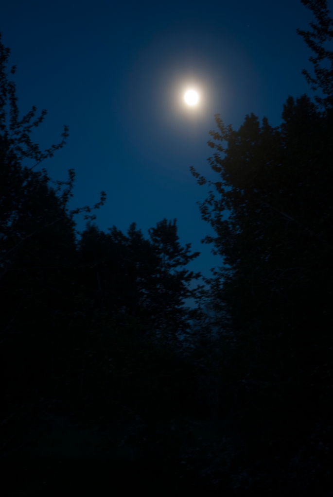 Moonlight_Canada_Creston_Wetlands_Centre