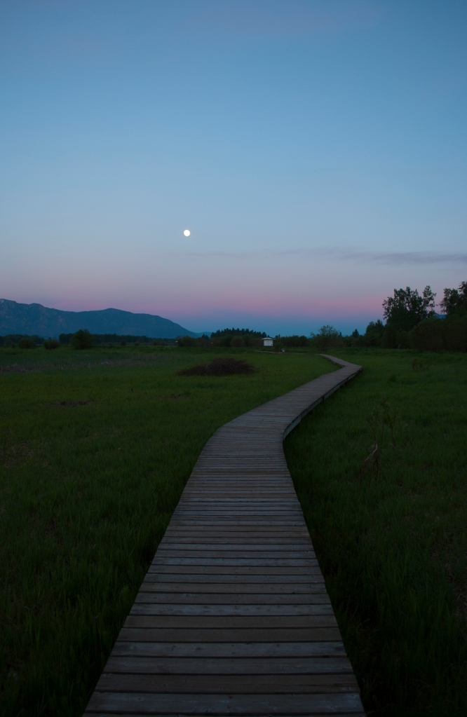Moonlight_Creston_Wetlands_Centre_Canada_2