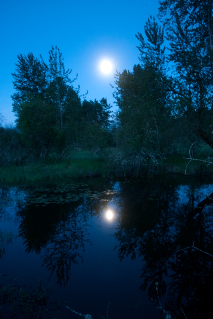 Moonlight_Reflection_Canada_Creston_Wetlands_Centre